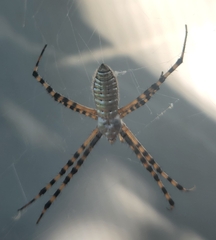 Argiope trifasciata