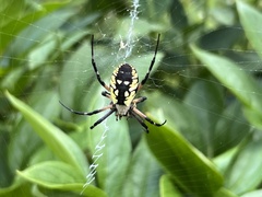 Argiope aurantia