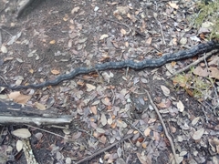 Pantherophis obsoletus