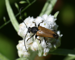 Lepturobosca chrysocoma