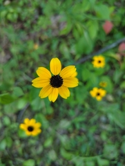 Rudbeckia triloba