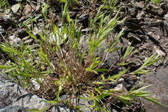 Dichanthelium