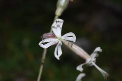 Silene nutans nutans
