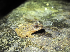 Quasipaa exilispinosa