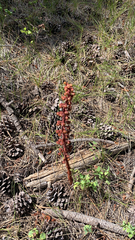 Pterospora andromedea