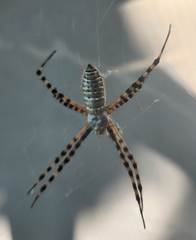 Argiope trifasciata