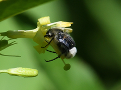 Trichiotinus assimilis
