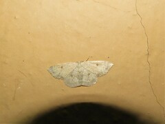 Cyclophora albipunctata