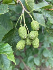 Alnus alnobetula
