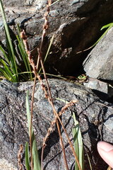 Plantago macrocarpa