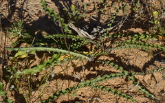 Drimia elata