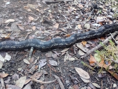 Pantherophis obsoletus