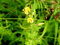 Cleome viscosa