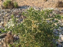 Echinophora spinosa