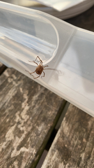 Odiellus spinosus