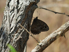 Hipparchia statilinus