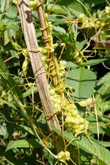 Cuscuta polygonorum