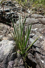 Plantago macrocarpa