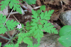 Geranium robertianum
