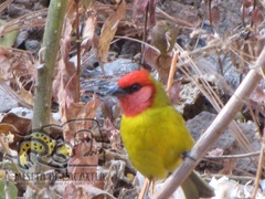 Piranga erythrocephala