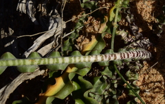 Drimia elata