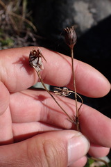 Primula jeffreyi