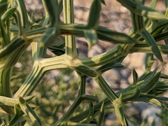 Echinophora spinosa