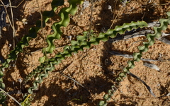 Drimia elata