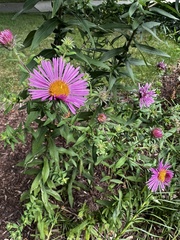 Symphyotrichum novae-angliae