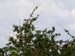 Carduelis carduelis britannica