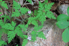 Geranium robertianum