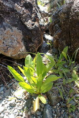 Primula jeffreyi