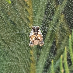 Cyrtophora citricola