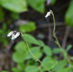 Antennaria neglecta
