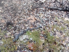 Pantherophis obsoletus