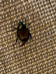 Popillia japonica