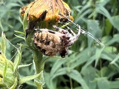 Neoscona arabesca
