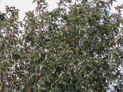 Carduelis carduelis britannica