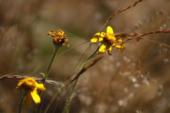 Eriophyllum lanatum