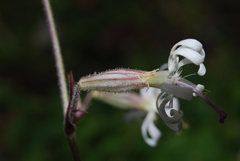 Silene nutans nutans