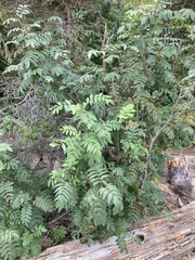Sorbus scopulina