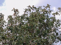 Carduelis carduelis britannica