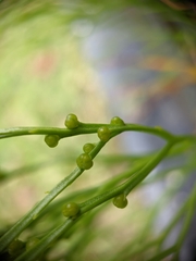 Psilotum nudum