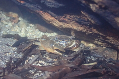 Cryptopotamon anacoluthon