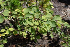 Amelanchier alnifolia
