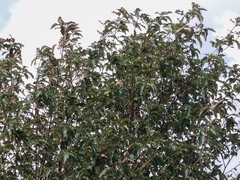 Carduelis carduelis britannica