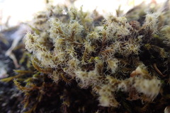 Racomitrium lanuginosum