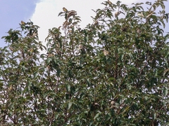 Carduelis carduelis britannica