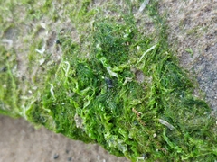 Ulva