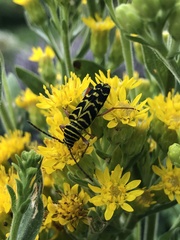 Megacyllene robiniae